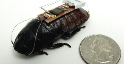 Remote controlled cockroach cyborgs