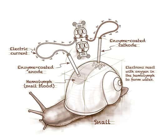 Snail Powered Battery