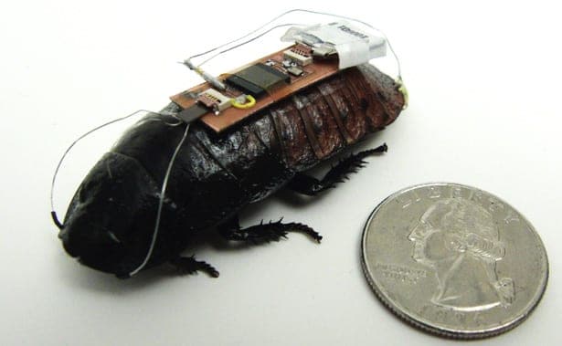 Remote controlled cockroach cyborgs